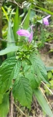 Acanthoideae