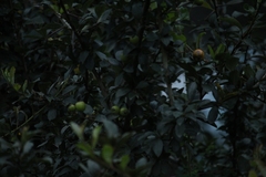 Crataegus mexicana