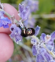 Chrysolina americana