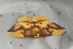 Eacles imperialis pini