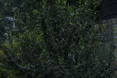 Crataegus mexicana