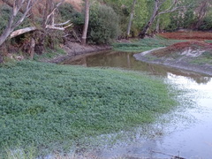 Ludwigia grandiflora