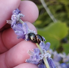 Chrysolina americana