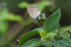 Pseudozizeeria maha okinawana