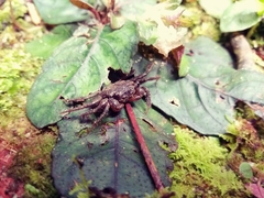 Geosesarma penangense