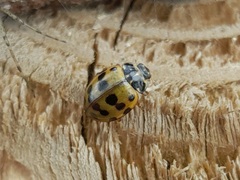 Harmonia quadripunctata