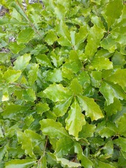 Quercus prinoides