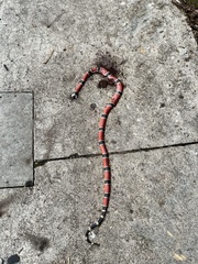 Micrurus nigrocinctus