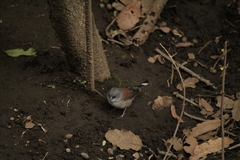 Junco phaeonotus