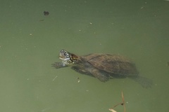 Mauremys reevesii