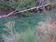 Ludwigia grandiflora