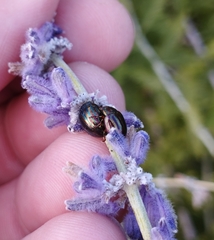 Chrysolina americana