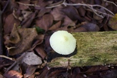 Leucocoprinus fragilissimus