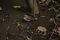 Junco phaeonotus