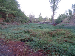 Ludwigia grandiflora