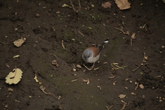 Junco phaeonotus
