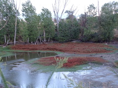 Ludwigia grandiflora