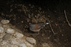 Junco phaeonotus