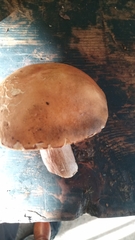 Boletus reticulatus