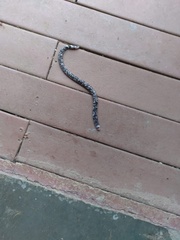 Amphisbaena fuliginosa