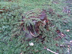 Ludwigia grandiflora