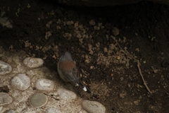 Junco phaeonotus