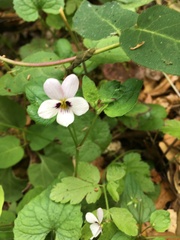 Viola ocellata