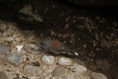 Junco phaeonotus