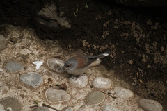 Junco phaeonotus