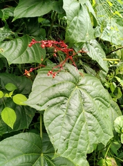 Clerodendrum japonicum