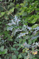 Erysiphe alphitoides