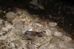 Junco phaeonotus