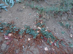 Ludwigia grandiflora