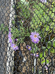 Symphyotrichum oblongifolium