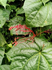 Clerodendrum japonicum