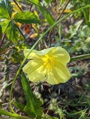 Oenothera drummondii