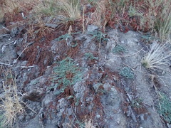 Ludwigia grandiflora