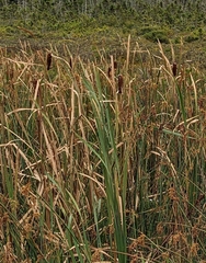 Typha