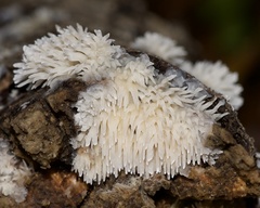 Radulomyces copelandii