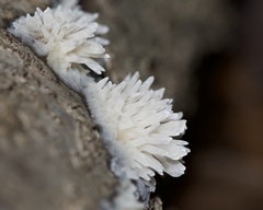 Radulomyces copelandii
