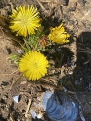 Lampranthus explanatus