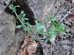 Ludwigia grandiflora