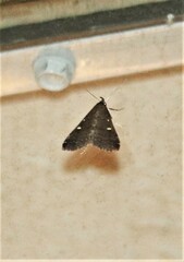 Tetanolita mynesalis