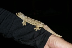 Thecadactylus solimoensis