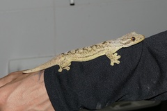 Thecadactylus solimoensis