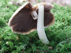 Mycena galericulata