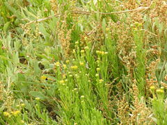 Limbarda crithmoides