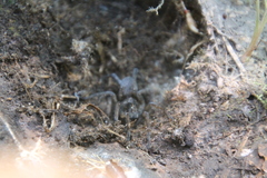 Tigrosa helluo