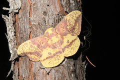 Eacles imperialis pini
