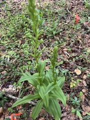 Habenaria floribunda